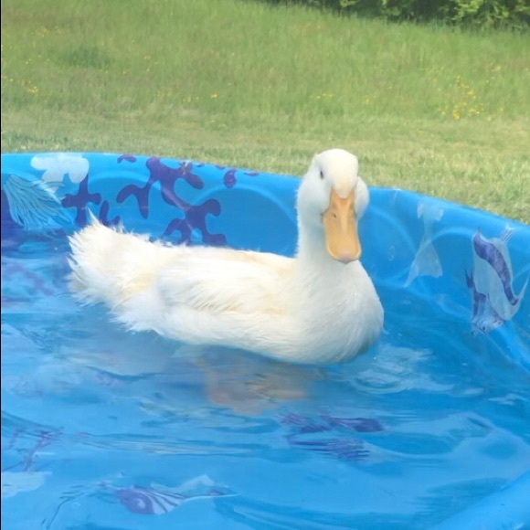 Meet your Posher, Calli - Picture 7 of 8